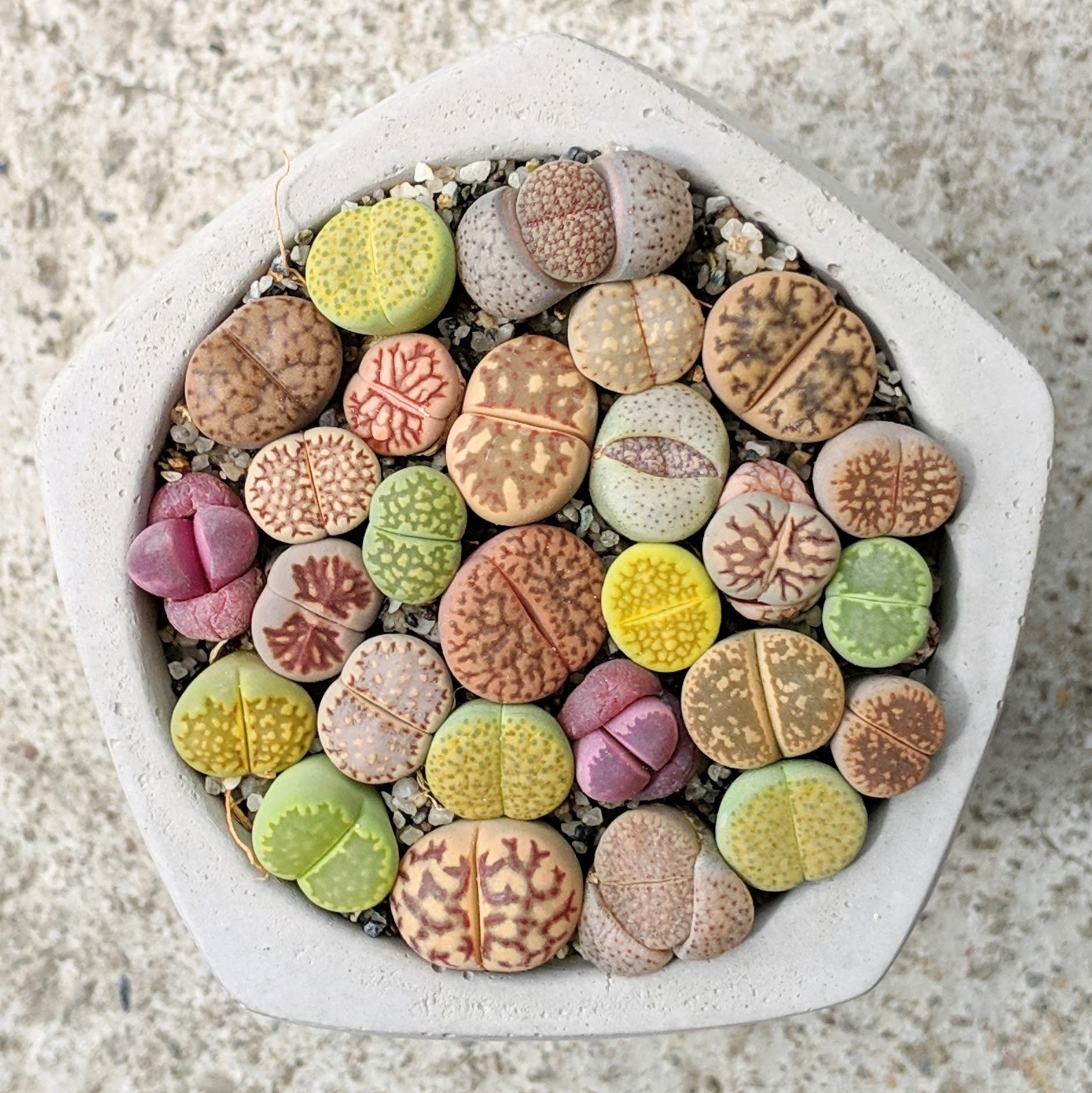 Lithops and friends