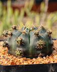 Gymnocalycium anisitsii