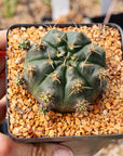 Gymnocalycium anisitsii