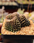 Gymnocalycium mihanovichii f. inermis crested