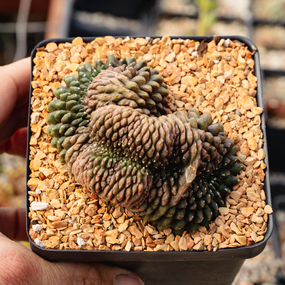 Gymnocalycium mihanovichii f. inermis crested – Vivid Root