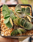 Gasteria gracilis variegata