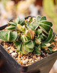 Gasteria gracilis variegata