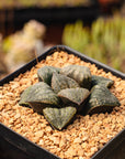 Haworthia 'Huakui'