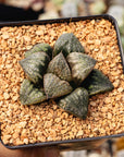 Haworthia 'Huakui'