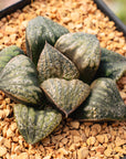 Haworthia 'Huakui'
