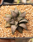 Haworthia 'Silver with Bridge'