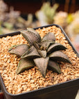Haworthia 'Silver with Bridge'