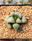 Haworthia splendens hybrid 'Michelle'