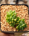 Sedum corynephyllum f. cristata