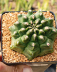 Gymnocalycium mihanovichii f. monstrose