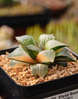 Haworthia 'Shuten Doji' f. variegata | One & Only | A