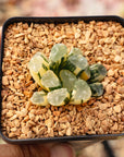 Haworthia Maughanii 'OM' f. variegata | One & Only | A