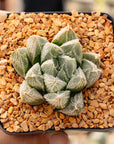 Haworthia 'White Fox'