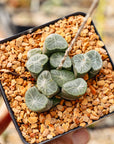 Haworthia maughanii 'Pluto'