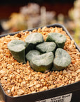 Haworthia maughanii 'Jade Dragon'