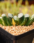 Haworthia truncata 'Hokusai' striata f. variegata | One & Only | A