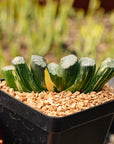 Haworthia truncata 'Hokusai' striata f. variegata | One & Only | A