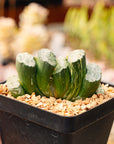 Haworthia truncata 'Hokusai' striata f. variegata | One & Only | B