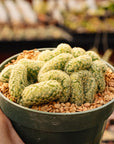 Mammillaria elongata cristata - 'Brain Cactus'