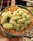 Mammillaria elongata cristata - 'Brain Cactus'