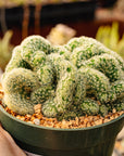 Mammillaria elongata cristata - 'Brain Cactus'