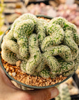 Mammillaria elongata cristata - 'Brain Cactus'