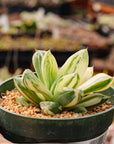 Haworthia cymbiformis f. variegata