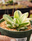 Haworthia cymbiformis f. variegata