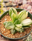 Haworthia cymbiformis f. variegata