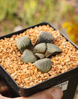 Haworthia 'Shi Pu'
