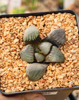 Haworthia 'Shi Pu'