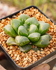 Haworthia 'Green Fire'