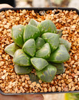 Haworthia 'Green Fire'