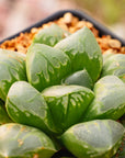 Haworthia 'Green Fire'