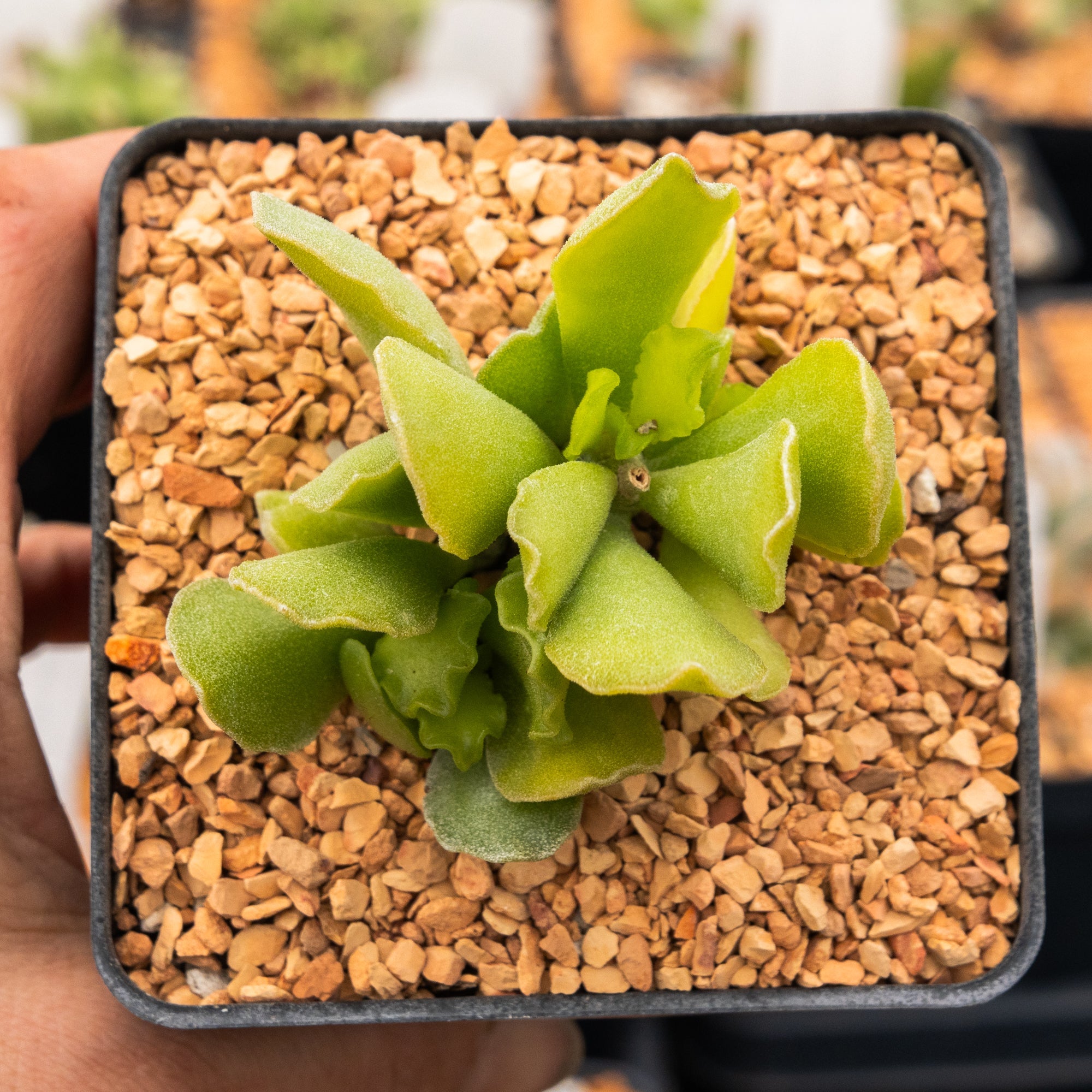 Adromischus cristatus var. zeyheri – Vivid Root