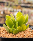 Adromischus cristatus var. zeyheri - Vivid Root