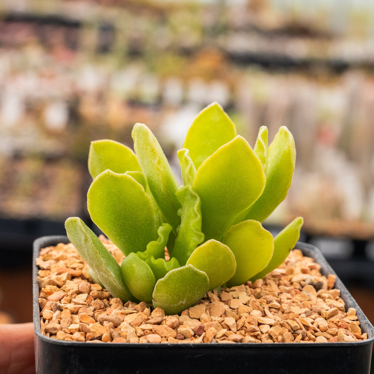 adromischus-cristatus-var-