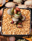 Adromischus subdistichus - Vivid Root