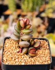 Adromischus subdistichus - Vivid Root