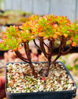 Aeonium sedifolium - Vivid Root