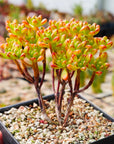 Aeonium sedifolium - Vivid Root