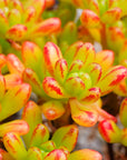 Aeonium sedifolium - Vivid Root