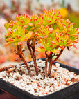 Aeonium sedifolium - Vivid Root