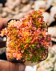 Aeonium sedifolium f. variegata - Vivid Root