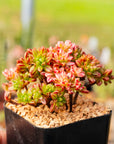 Aeonium sedifolium f. variegata - Vivid Root