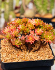 Aeonium sedifolium f. variegata - Vivid Root