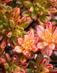 Aeonium sedifolium f. variegata - Vivid Root