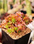 Aeonium sedifolium f. variegata - Vivid Root
