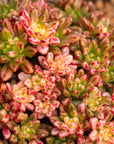 Aeonium sedifolium f. variegata - Vivid Root